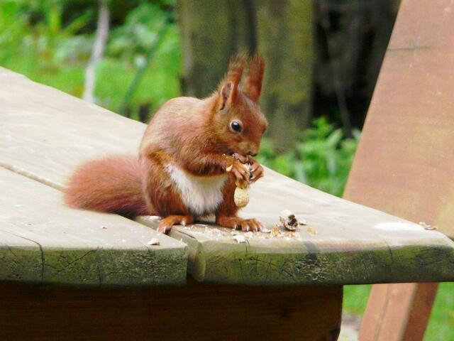 Wir füttern sie mit peanuts.