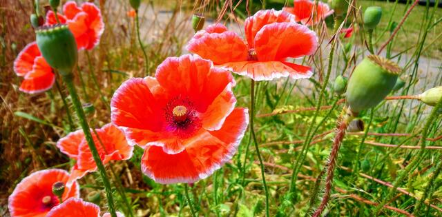 Eine tolle Mohnblumenart am Wegesrand am Steinhuder Meer
