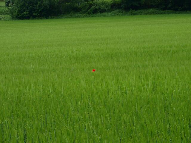 Mohn ist auch eine Blume
