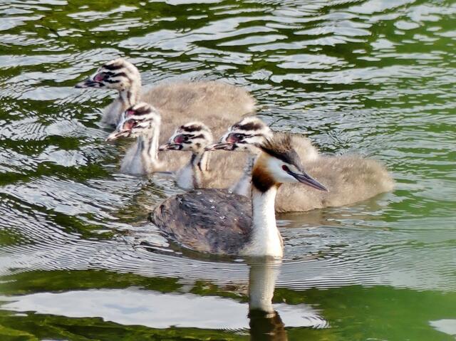 die Haubentaucher sind sehr geschickt darin, sich im sichtgeschütztesten Bereich der Lippe aufzuhalten - so bin ich recht zufrieden, dass ich trotz der vielen Äste und Wildkräuter, die den Autofokus immer wieder auf sich zogen, doch ein paar vorzeigbare Haubentaucherfotos mitbringen konnte
