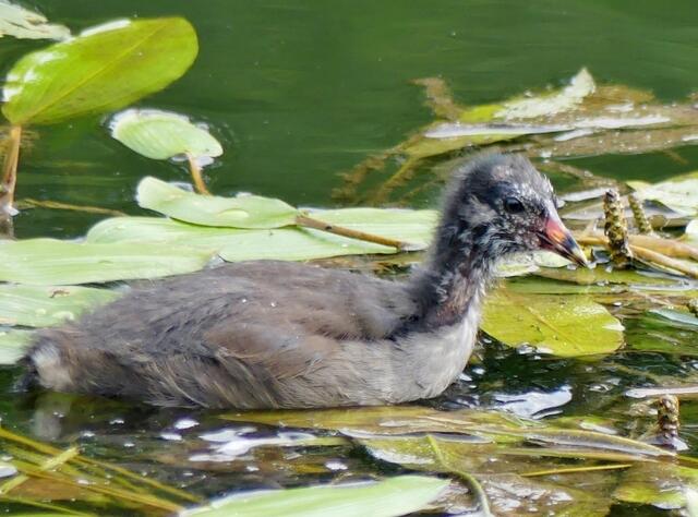 Teichhuhn Jungvogel