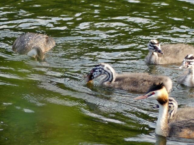 die Jungen müssen schon kräftig schlucken