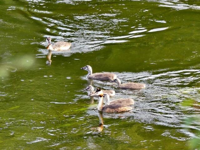 hier mal die ganze Familie, Vater bringt grad frischen Fisch