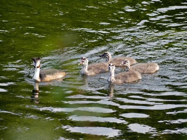 wir haben den Eindruck, dass der Vater so erfolgreich fischt, dass die Mutter dieses Jahr nicht mit auf Jagd geht sondern bei den Jungen bleibt, bei der Größe dieser Jungen ist es eher ungewöhnlich, normal sind beide Elternvögel oft zusammen zum Fischfang unterwegs