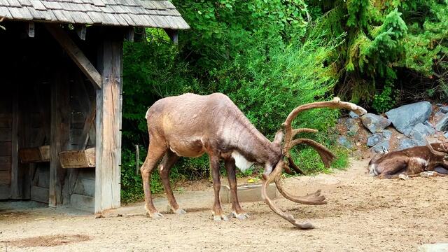 21. Juli 2019. Erlebnis-Zoo Hannover. Karibu.