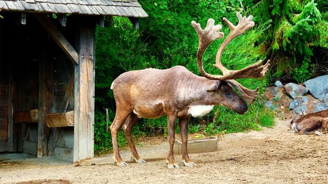 21. Juli 2019. Erlebnis-Zoo Hannover. Karibu.