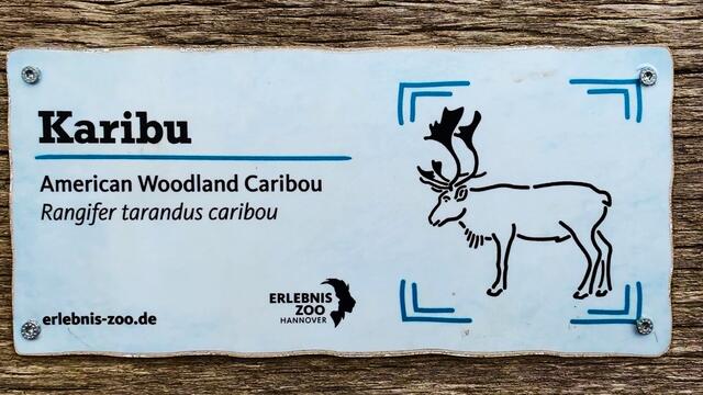 21. Juli 2019. Erlebnis-Zoo Hannover. Karibu.