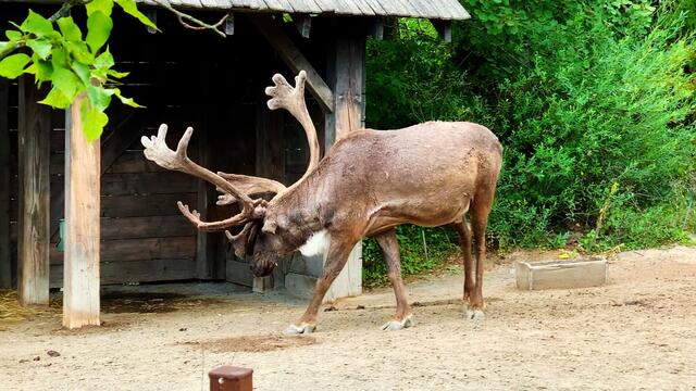 21. Juli 2019. Erlebnis-Zoo Hannover. Karibu.