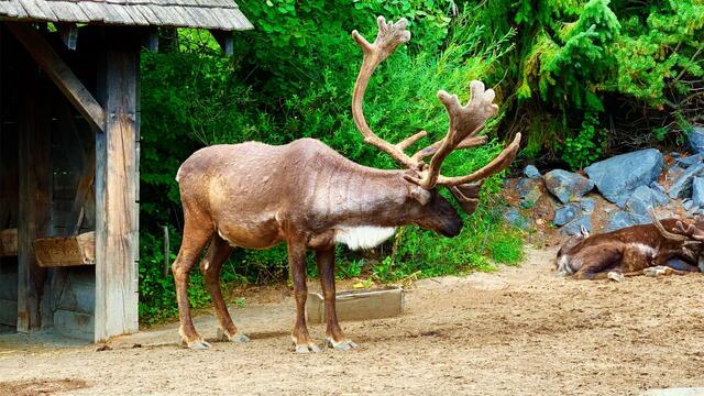 21. Juli 2019. Erlebnis-Zoo Hannover. Karibu.