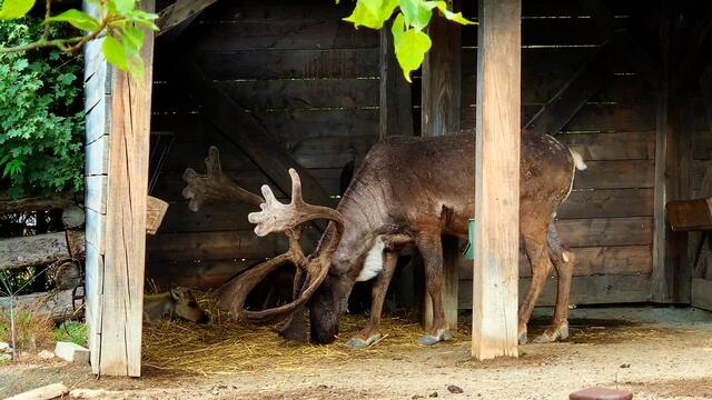 21. Juli 2019. Erlebnis-Zoo Hannover. Karibu.