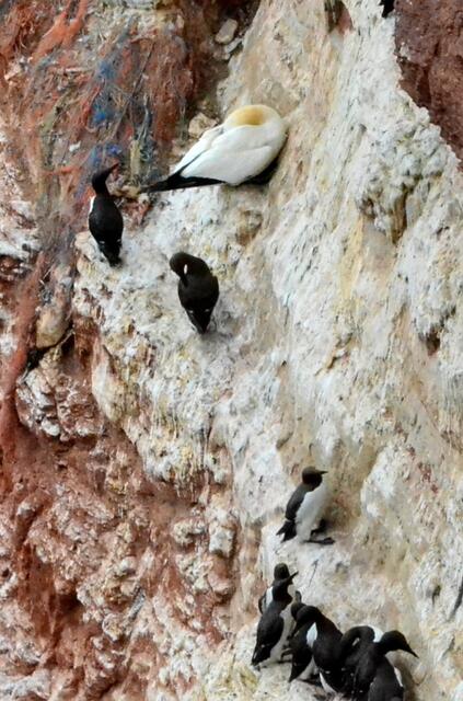 Trottellummen haben etwas Ähnlichkeit mit Pinguinen.