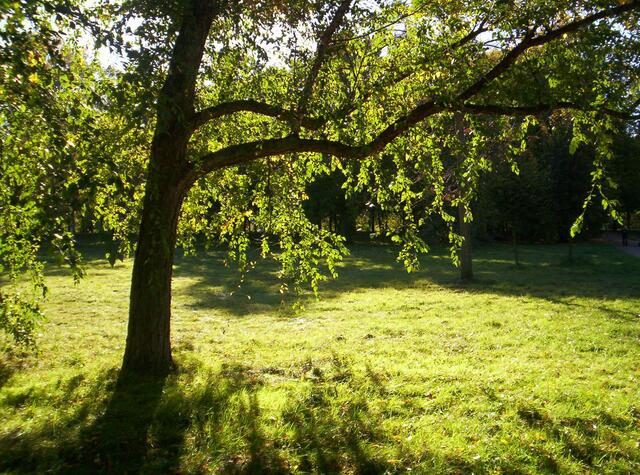 Landschaftsgarten im englischen Stil: Georgengarten