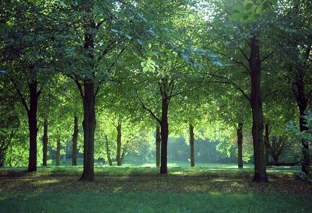 Landschaftsgarten im englischen Stil: Georgengarten
