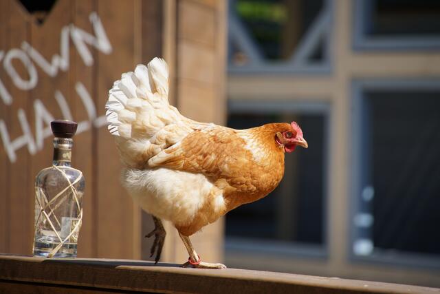Diesen Korn wollte das Huhn nicht