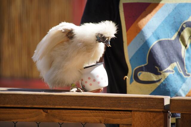 Auch ein blindes Huhn findet mal ein Korn