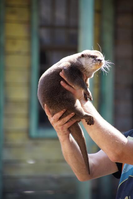 Otter sind nicht nur putzig, sondern auch gelehrig