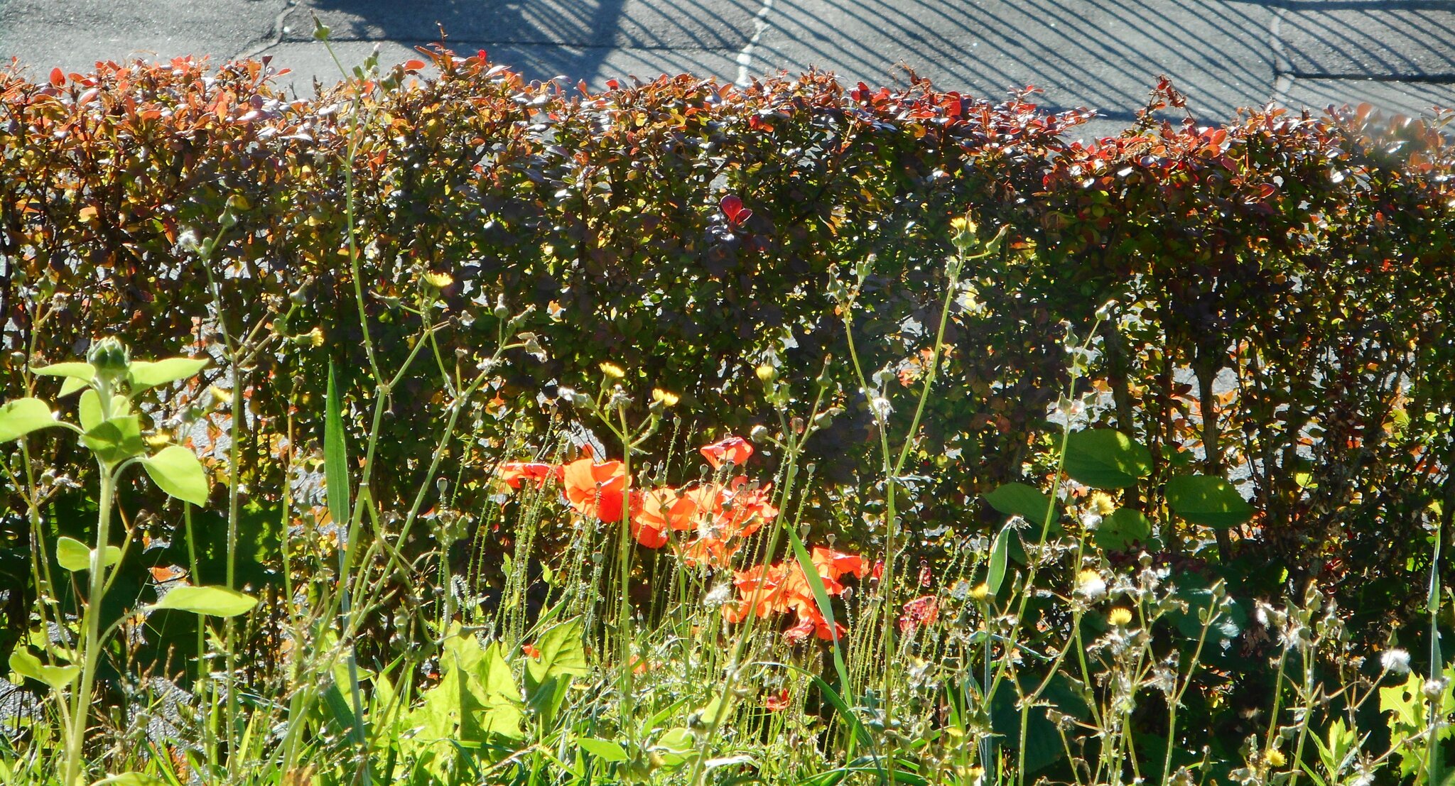 Optische Täuschung der Natur im Korbach