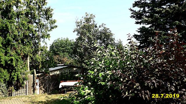 29  28.7.2019 - Sonntagsbilder - Fliederbaum (30) ! Temp: 7:14 / 19,4°C plus und 10:25 plus 28,4°C / Es werden Höchsttemperaturen von 30° (gefühlt: 31°) und schwacher Wind (13 km/h) aus Ost mit frischen Böen (35 km/h) erwartet. Es kommt zu Niederschlagsmengen von 0 - 2 l/m², die Niederschlagswahrscheinlichkeit beträgt 21%, die Sonne scheint 9 Stunden.