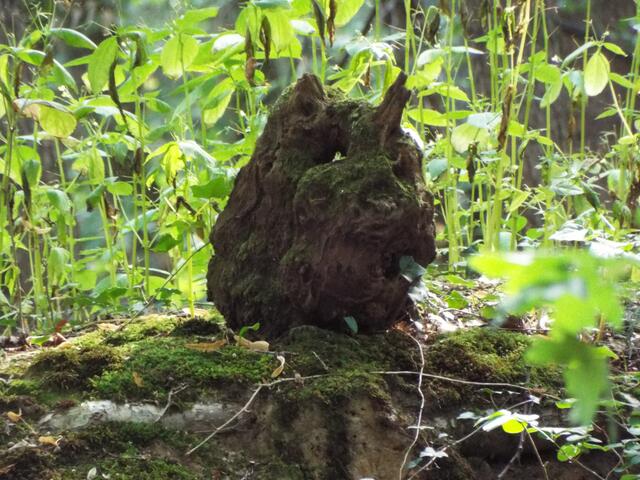 fossile Ansicht...