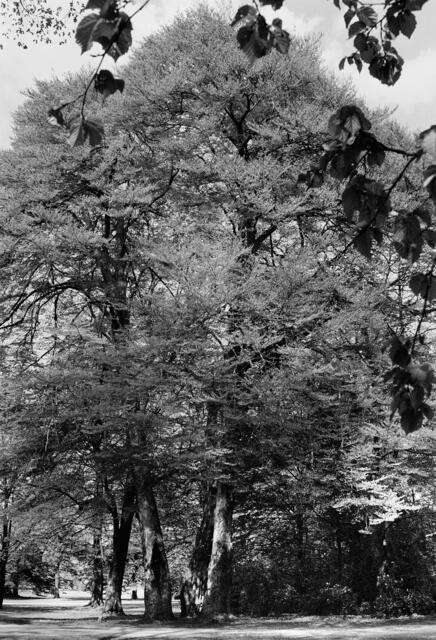 Buchengruppe im Georgengarten