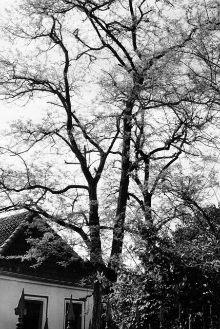 Rotbuche in Vahrenwald-