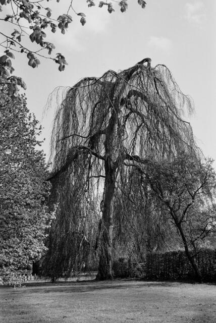 Trauerbuche im Georgengarten