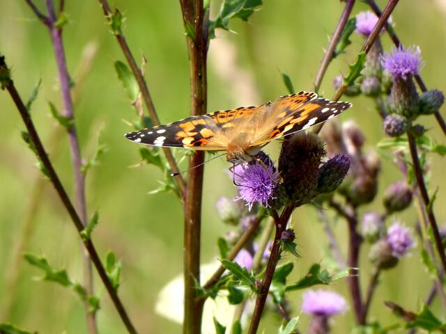 Ein Distelfalter auf seiner Distel