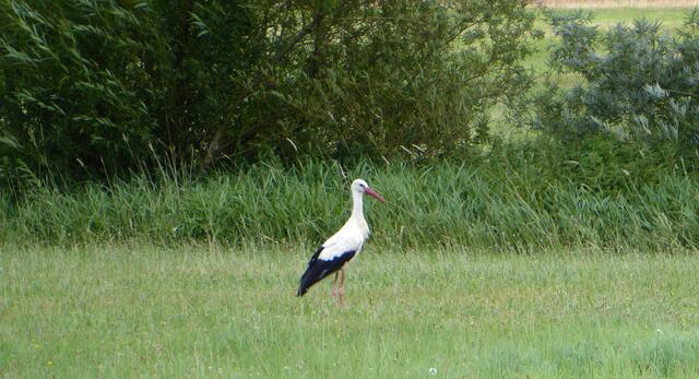 Ein Storch schaute vorbei.