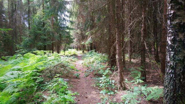 Ein Wanderweg entlang der tschechischen Grenze