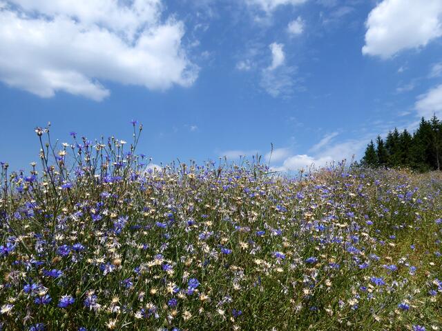 Weißblauer Traum in Sachsen