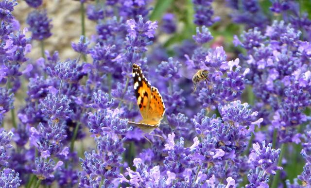 Distelfalter und Biene im Lavendel