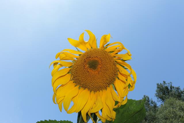 Sonnenblume