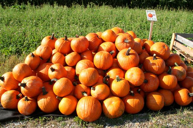 Halloween-Kürbis (Speise- und Schnitzkürbis)
