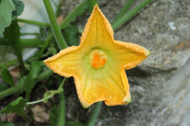 Aus Blüten kann man Gefüllte Kürbisblüten machen!