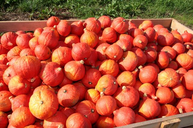 Hokkaido (Speise Kürbis)