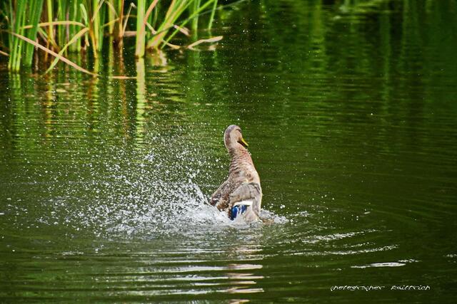 ...da bring' ich das Wasser doch mal in Bewegung..