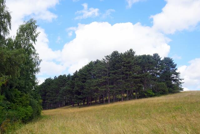 der östliche Langenberg