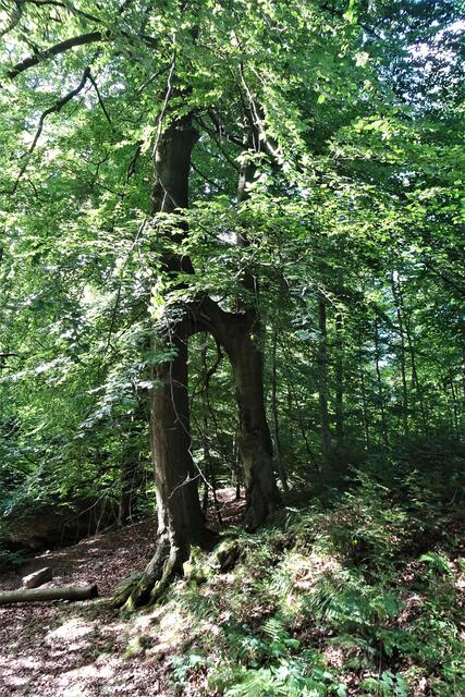Die O - Buche am Gatterweg