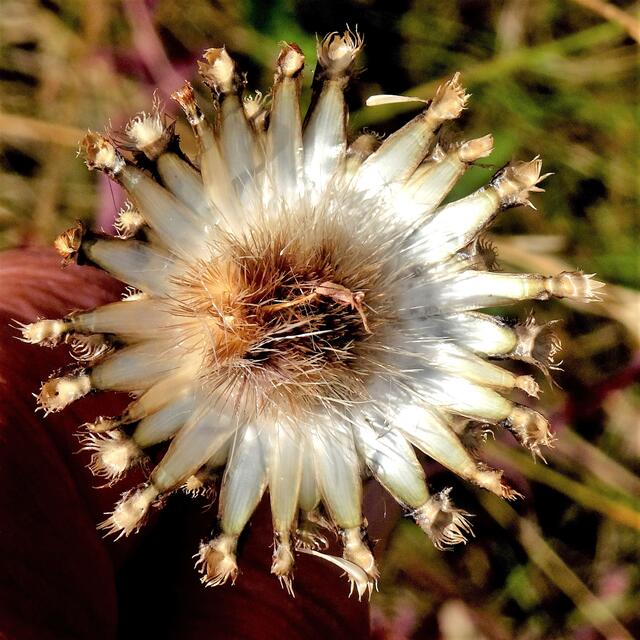 auch eine Distel kann schön sein