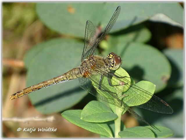 Blutrote Heidelibelle (Sympretum sanguineum), weiblich, auf dem Moor-Erlebnispfad Resse (Foto: Katja Woidtke)
