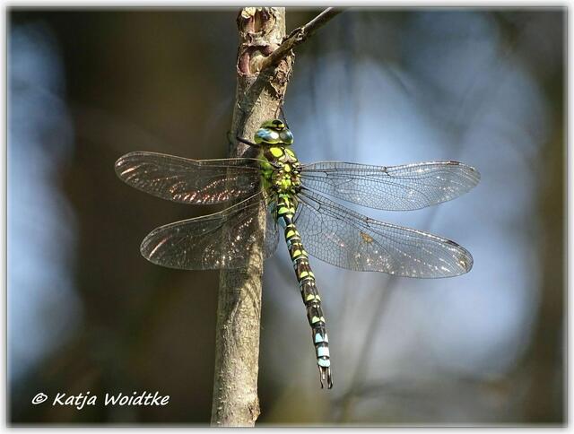 Blaugrüne Mosaikjungfer (Aeshna cyanea) auf dem Moor-Erlebnispfad Resse (Foto: Katja Woidtke)
