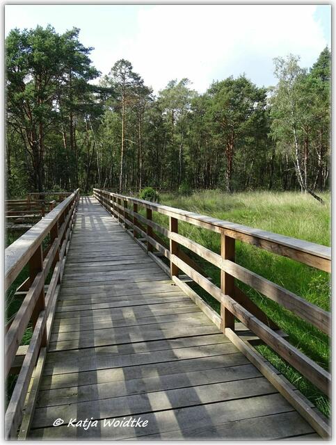 Holzstege führen zu den Erlebnisstationen auf dem Moor-Erlebnispfad Resse (Foto: Katja Woidtke)