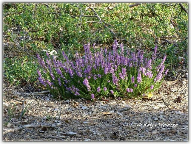 Besenheide (Calluna vulgaris) auf dem Moor-Erlebnispfad Resse (Foto: Katja Woidtke)