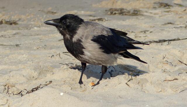 Krähenträume:"Meins!" VORSICHT die Konkurrenz ist nah. Nebelkrähen waren am Strand fast so häufig vertreten wie Möwen...und traten recht frech und selbstbewusst auf. Besonders wenn der Strand sich leerte. Dann verschleppten sie sogar die Kleidung der Badenden!