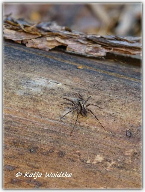 Spinne (unbestimmt) auf dem Moor-Erlebnispfad Resse (Foto: Katja Woidtke)