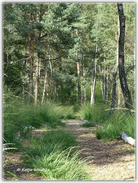 Ein Holzhackschnitzelweg führt zum Libellengewässer am Moor-Erlebnispfad in Resse (Foto: Katja Woidtke)