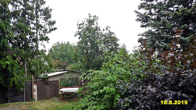 32  18.8.2019 - Sonntagsbilder - Fliederbaum (33) ! Temp: 6:27 / 18,7°C plus und 11:05 plus 25,8°C / bis 8:33h hat es geregnet - Es werden Höchsttemperaturen von 29° (gefühlt: 27°) und mäßiger Wind (22 km/h) aus Südwest mit steifen Böen (59 km/h) erwartet. Es kommt zu Niederschlagsmengen von 1 - 3 l/m², die Niederschlagswahrscheinlichkeit beträgt 88%, die Sonne scheint 6 Stunden. In Böen starker bis stürmischer Wind mit einzelnen Sturmböen bis 88 km/h (entsprechend Windstärke 8 bis 9).