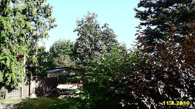 31  11.8.2019 - Sonntagsbilder - Fliederbaum (32) ! Temp: 5:21 / 12,1°C plus und 10:01 plus 23,64°C / Es werden Höchsttemperaturen von 28° (gefühlt: 28°) und schwacher Wind (15 km/h) aus Südwest mit starken Böen (41 km/h) erwartet. Es kommt zu Niederschlagsmengen von 1 - 3 l/m², die Niederschlagswahrscheinlichkeit beträgt 6%, die Sonne scheint 11 Stunden.