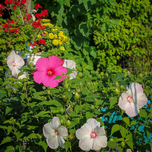 Rot-weiße Mischung - tellergroße Blüten!