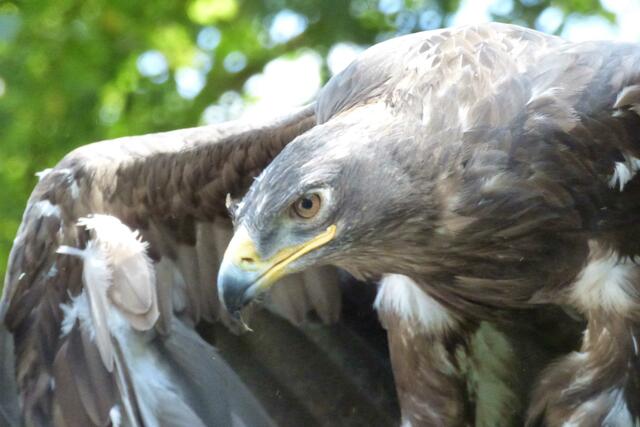 Der Steppenadler zeigt hier auch seine Augen
